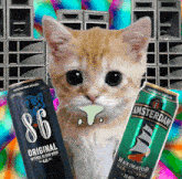 Cat 86 Cat GIF - Cat 86 86 Cat GIFs