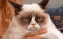 Grumpy Catty Cat GIF