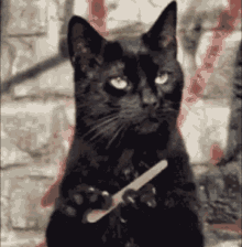 Cat Nail GIF - Cat Nail Filing GIFs