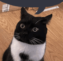 Tux Think Thinking Cat GIF - Tux Think Thinking Cat Cat Thinking GIFs