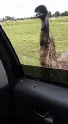 Ostrich This Is Happening GIF - Ostrich This Is Happening Feeding GIFs