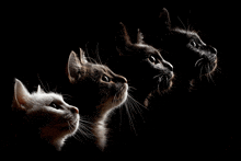 4 Cats GIF - 4 Cats GIFs