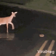 Crossing The Street Deer GIF - Crossing The Street Deer Viralhog GIFs