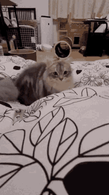 Cat Dive GIF - Cat Dive Blanket GIFs