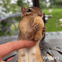 Eating Peanut Squirrel GIF - Eating Peanut Squirrel Viralhog GIFs