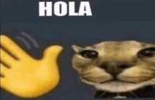 Floppa Hola GIF