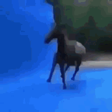 Horse Flip Old Town Road GIF - Horse Flip Old Town Road GIFs
