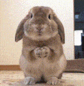rabbit vittorino