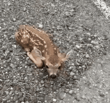 a baby deer is laying on the ground on the side of a road .