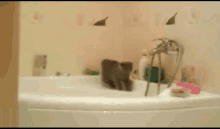 Tub חתולונובלה GIF - Tub חתולונובלה Cat GIFs