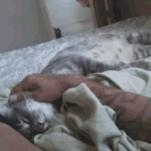 Sleep Sleeping Cat GIF - Sleep Sleeping Cat Pet GIFs