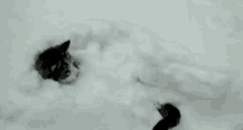 Omg GIF - Snowing Winter Chaseyourtail GIFs