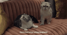 Cats Kitty GIF - Cats Kitty And In Front Of Our Young Daughters GIFs