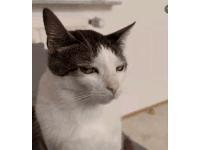 a close up of a black and white cat sitting on a couch .