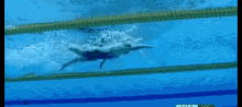 Ljgda Swimming GIF - Ljgda Swimming Pool GIFs