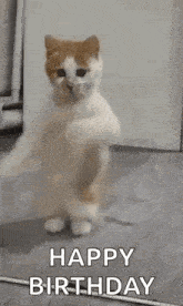 a cat is standing on its hind legs in a room and says `` happy birthday '' .