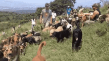 Dogs Land Of The Strays GIF - Dogs Land Of The Strays Paradise GIFs