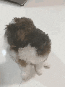 a small brown and white dog is standing on a white tiled floor .