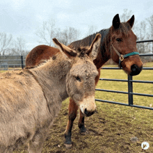 a donkey stands next to a brown horse in a field