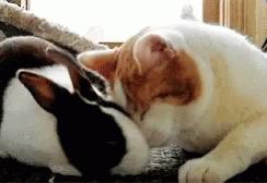 Cute Animals Love GIF - Cute Animals Love Snuggles - Discover ...