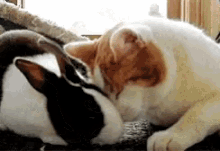 cute animals love snuggles bunny kitten