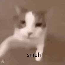 a close up of a cat 's face with the words smuh on the bottom .