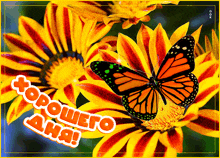 бабочка цветы GIF - бабочка цветы GIFs