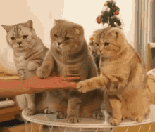 Cat Handshake Cat Give Paw GIF - Cat Handshake Cat Give Paw Surinoel GIFs