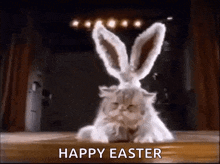 a kitten wearing bunny ears is sitting on a stage .