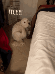 Itchy Scratch Head GIF - Itchy Scratch Head Pet GIFs
