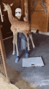 a person is holding a giraffe in their arms while standing next to a scale .