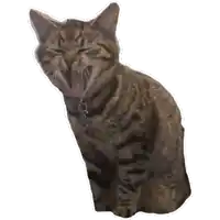 a cat with its eyes closed and a tag on its neck