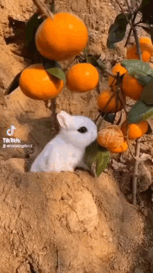 Bunny Rabbit GIF - Bunny Rabbit Blanc De Hotot GIFs