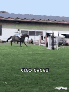 Fail Horse GIF - Fail Horse Ciau Cacao GIFs