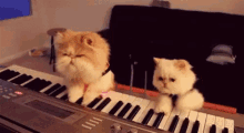Cats Piano GIF