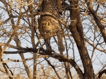 Cheetah Fall GIF - Cheetah Fall Shookt GIFs