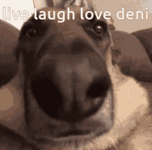 love deni live laugh love