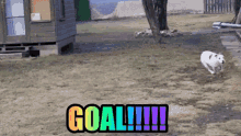 Goal Goals GIF