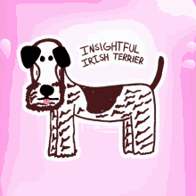 insightful irish terrier veefriends understanding i see smart