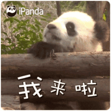 我来啦 来了 GIF - 我来啦 来了 熊猫 GIFs