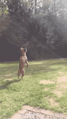 Silly Dog Jump GIF - Silly Dog Jump Dog GIFs