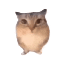 a hamster is standing on its hind legs on a white background .