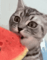 a cat is eating a slice of watermelon in a close up .