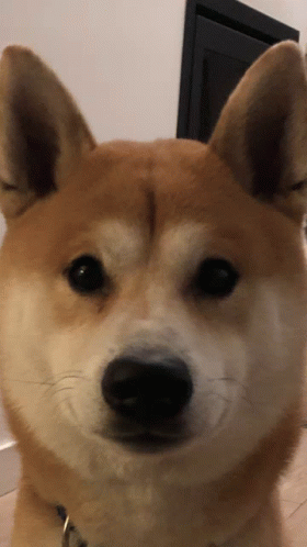 Shiba Inu Wink