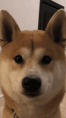 Shiba Shiba Inu GIF - Shiba Shiba Inu Dog GIFs