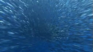 school of fish finding nemo