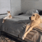 Cat Dog GIF - Cat Dog Movie GIFs