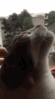 Cat Happy GIF - Cat Happy Scratch GIFs