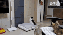 슬이루아 Cat GIF - 슬이루아 Cat Door Open GIFs