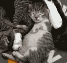 Kitty Kitten GIF - Kitty Kitten Stretch GIFs